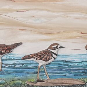 pluviers-de-lisle